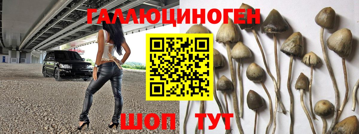 Галлюциногенные грибы Psilocybe  Вход с VPN  Псилоцибиновые грибы Psilocybe  Краснознаменск 